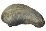 Fossil Whale Ear Bone - Miocene #109271-1